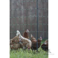 Sähköistettävä verkko PoultryNet Premium 1,06x25m kanoille, 2-piikkinen