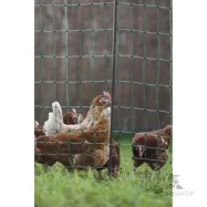 Aitaverkko PoultryNet Premium kanoille 1,06x25 m jalkatuella