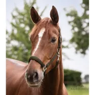 Riimu Satin Waldhausen