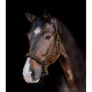 Riimu St.Gallen Waldhausen