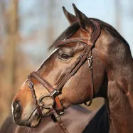 Suitset Everyday Oiled Leather Kavalkade