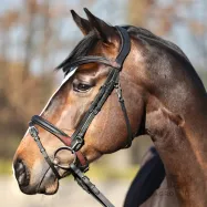 Suitset Everyday Oiled Leather Kavalkade