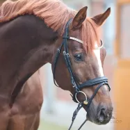 Suitset Everness Oiled Leather Kavalkade