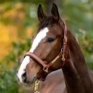 Nahkariimu Cinta Kavalkade