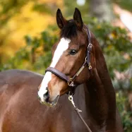 Nahkariimu Cinta Kavalkade