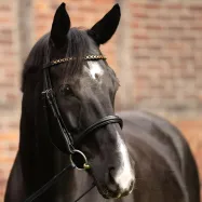 Otsapanta Catena Kavalkade