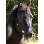 Riimu Shetty Shorty Kavalkade