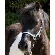 Riimu Shetty Shorty Kavalkade