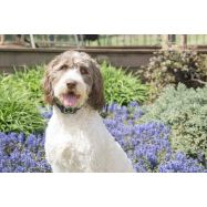 Petsafe haukunnanestopanta koiralle, 15 tasoa