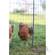 Aitaverkko PoultryNet Premium kanoille 1,22x50 m jalkatuella