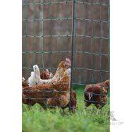 Aitaverkko PoultryNet Premium kanoille 1,22x50 m jalkatuella