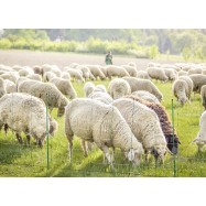 Sähköistettävä verkko lampaille